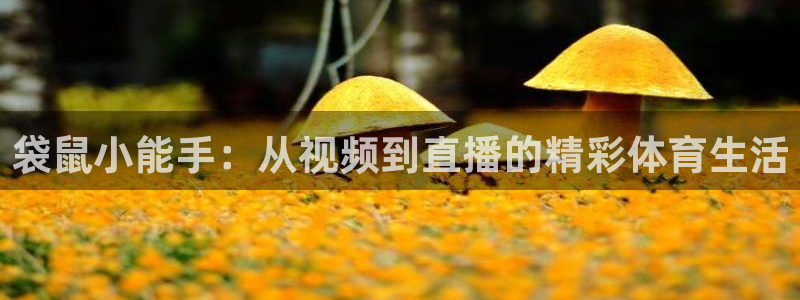 袋鼠小能手：从视频到直播的精彩体育生活