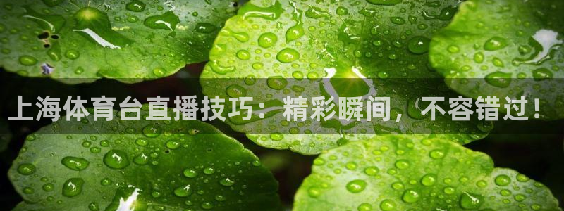 上海体育台直播技巧：精彩瞬间，不容错过！